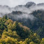 Bujna šuma, čije se krošnje ponosno uzdižu prema nebu.